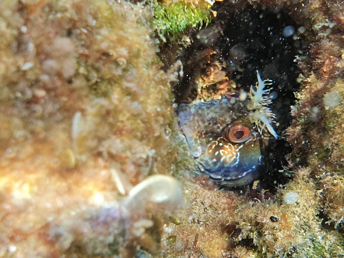 クラリェヴィツァ Sea House Bassiヴィラ エクステリア 写真